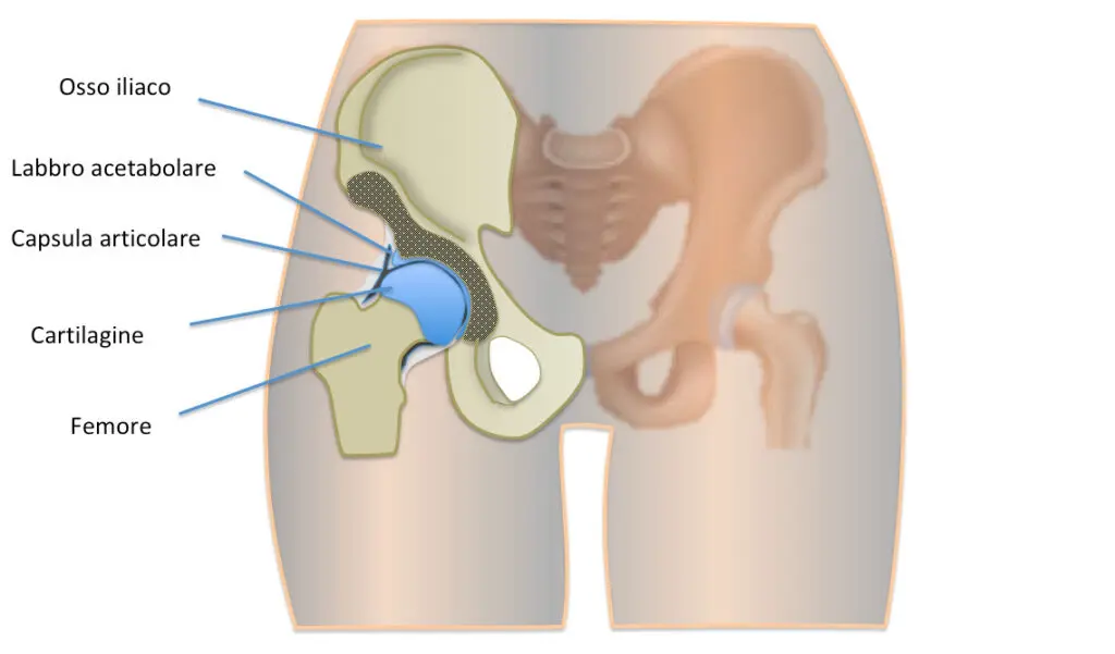 Anatomia dell'articolazione coxo-femorale (anca)