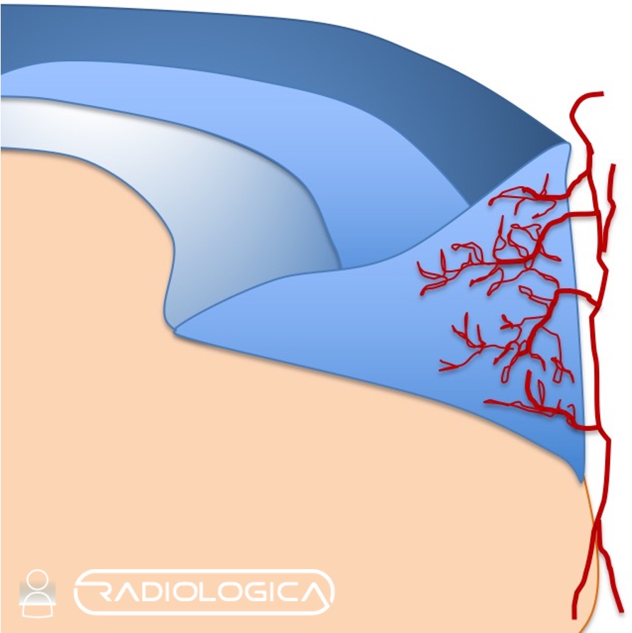 vascolarizzazione menischi