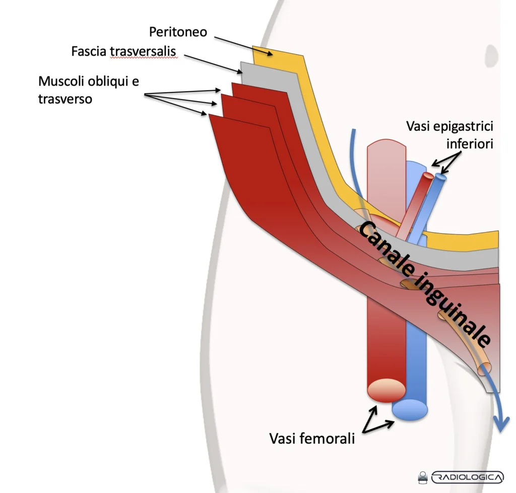 Anatomia canale inguinale ernia diretta indiretta